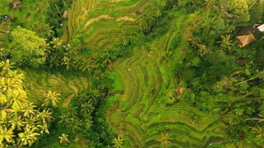 Endonezya, Bali 'deki Pirinç Terasları Panoramik Manzarası. Yeşil pirinç tarlalarının en iyi hava aracı görüntüsü. Geleneksel Tarım.
