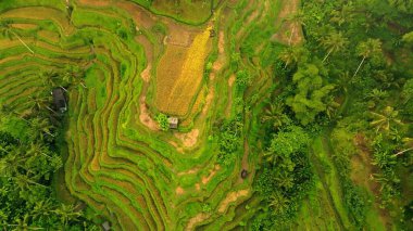 Endonezya, Bali 'deki Pirinç Terasları Panoramik Manzarası. Yeşil pirinç tarlalarının en iyi hava aracı görüntüsü. Geleneksel Tarım.