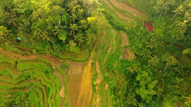 Endonezya, Bali 'deki Pirinç Terasları Panoramik Manzarası. Yeşil pirinç tarlalarının en iyi hava aracı görüntüsü. Geleneksel Tarım.