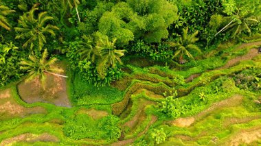 Endonezya, Bali 'deki Pirinç Terasları Panoramik Manzarası. Yeşil pirinç tarlalarının en iyi hava aracı görüntüsü. Geleneksel Tarım.