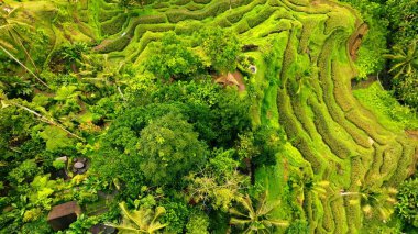 Endonezya, Bali 'deki Pirinç Terasları Panoramik Manzarası. Yeşil pirinç tarlalarının en iyi hava aracı görüntüsü. Geleneksel Tarım.
