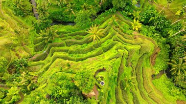 Endonezya, Bali 'deki Pirinç Terasları Panoramik Manzarası. Yeşil pirinç tarlalarının en iyi hava aracı görüntüsü. Geleneksel Tarım.