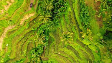 Endonezya, Bali 'deki Pirinç Terasları Panoramik Manzarası. Yeşil pirinç tarlalarının en iyi hava aracı görüntüsü. Geleneksel Tarım.
