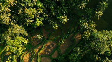 Endonezya, Bali 'deki Pirinç Terasları Panoramik Manzarası. Yeşil pirinç tarlalarının en iyi hava aracı görüntüsü. Geleneksel Tarım.