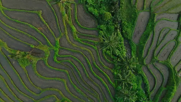 Endonezya, Bali 'deki Pirinç Terasları Panoramik Manzarası. Yeşil pirinç tarlalarının en iyi hava aracı görüntüsü. Geleneksel Tarım.