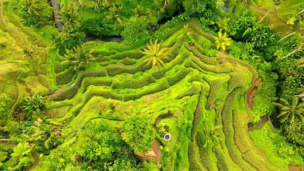 Endonezya, Bali 'deki Pirinç Terasları Panoramik Manzarası. Yeşil pirinç tarlalarının en iyi hava aracı görüntüsü. Geleneksel Tarım.