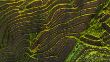 Endonezya 'nın Bali kentindeki tropik yemyeşil bitki örtüsüyle çevrili güzel pirinç tarlalarının hava manzarası. Bali kırsal bölgesi. İnsansız hava aracı tarafından havadan çekilen doğa arkaplanı.