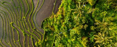 Endonezya, Bali 'de tropikal ormanlarla çevrili güzel pirinç tarlalarının hava manzarası. Bali kırsal bölgesi. İnsansız hava aracı tarafından havadan çekilen doğa arkaplanı.