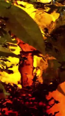 Kasırga şeklinde suya çay dökmek çok yavaş bir hareket. İçeride taze yeşil yapraklar var. Yüksek hızlı sinema kamerasıyla çekildi, 1000fps. Dikey görünüm oranı.