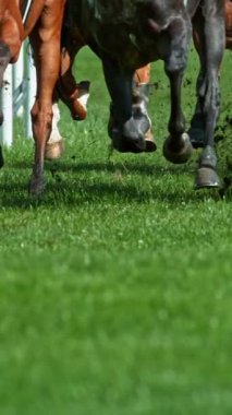 At Bacakları Detaylı Koşan Atların Süper Yavaş Hareketi. High Speed Cinema Camera 'da çekildi, 1000 fps. Açık hava yarışı. Dikey Görünüm Oranı.