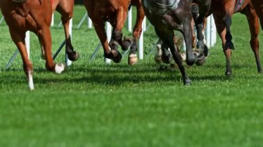 At Bacakları Detaylı Koşan Atların Süper Yavaş Hareketi. High Speed Cinema Camera 'da çekildi, 1000 fps. Açık Yarış.