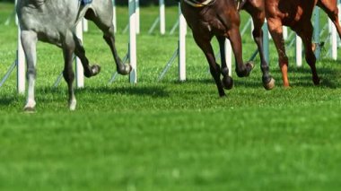 At Bacakları Detaylı Koşan Atların Süper Yavaş Hareketi. High Speed Cinema Camera 'da çekildi, 1000 fps. Açık Yarış.