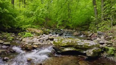 Pürüzsüz Yavaş Hareket Uçuşu Küçük Nehir üzerindeki Taze Yeşil Bahar Ormanı 'nda. Pürüzsüz Kamera Uçuşu. Avrupa Yaprak Ağacı Ormanı 'ndaki görüntüler. Gerçekçi Ortam Sesleri.