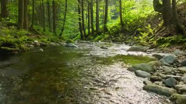 Pürüzsüz Yavaş Hareket Uçuşu Küçük Nehir üzerindeki Taze Yeşil Bahar Ormanı 'nda. Pürüzsüz Kamera Uçuşu. Yağmurlu hava. Avrupa Yaprak Ağacı Ormanı 'ndaki görüntüler. Gerçekçi Ortam Sesleri.