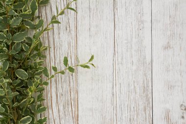 Yıpranmış ahşap arka planda yeşil yapraklar