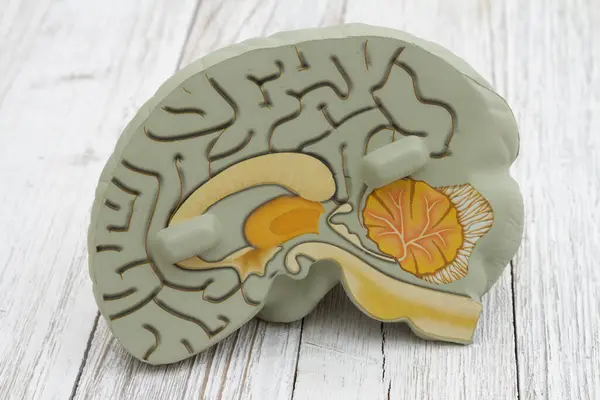 Modelo Cerebro Con Anatomía Madera Envejecida Fotos de stock libres de derechos