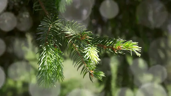 Christmas Backgrounds Green Pine Branches — Stock Photo, Image