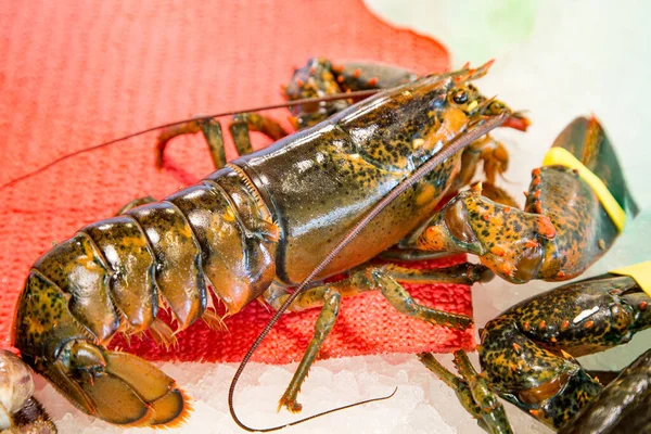 stock image Assortment of fishes at fishmonger. Fresh lobster on table with ice. Gourmet food healthy.