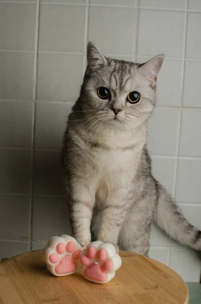 猫の足の形をした豆乳キャンドル 高品質の写真 — ストック写真