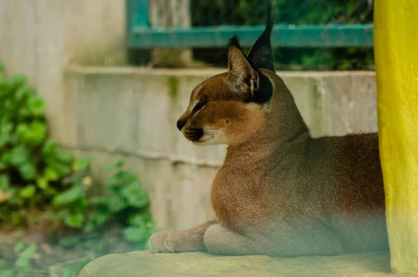 Nahaufnahme Eines Karakals Einer Seltenen Katzenart Eines Wandelnden Tieres Hochwertiges — Stockfoto