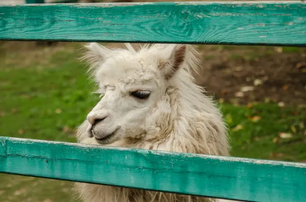 A white wooled alpaca from a petting zoo. High quality photo