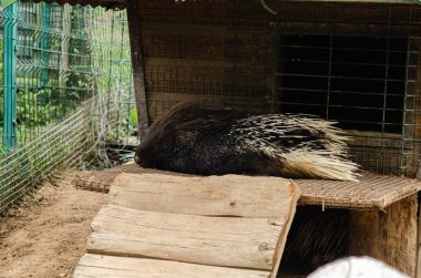 Taş zeminde uyuyan kirpi. - Evet. Yüksek kalite fotoğraf
