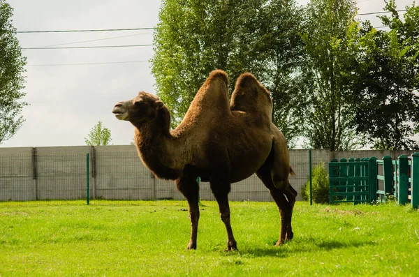 Camel Zoo Animaux Sauvages Sous Protection Chameau Avec Deux Bosses Photo De Stock