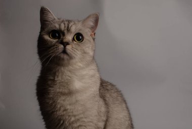 Güzel beyaz safkan kedi beyaz bir yatakta düz kulaklı İskoç, evcil hayvan. - Evet. Yüksek kalite fotoğraf