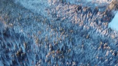 Sabahları kardaki çam ağaçlarıyla ilgili bir dron videosu..