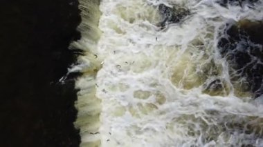 Nehirdeki balık sürüsü Venta yumurtlayacak.