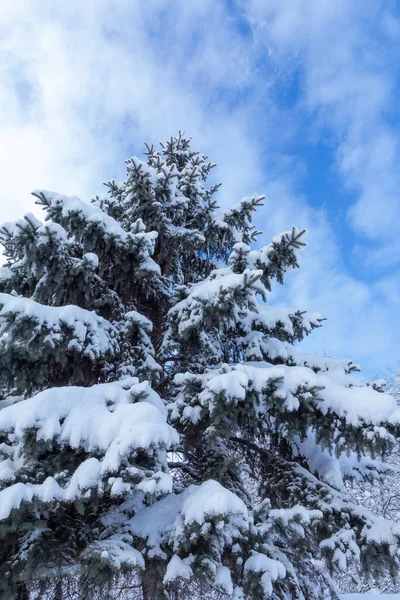 Luc Borított Napsütéses Téli Napon Kék Háttérben Gyönyörű Téli Táj — Stock Fotó