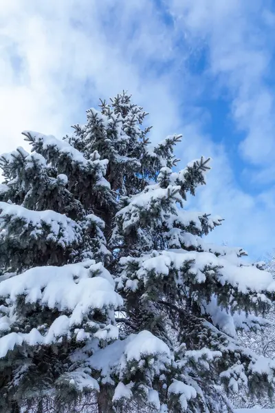 Spruce Δέντρο Καλυμμένο Χιόνι Την Ηλιόλουστη Μέρα Του Χειμώνα Μπλε — Φωτογραφία Αρχείου