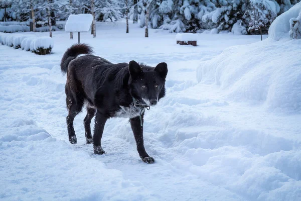 Бездомная Чёрная Собака Гуляет Зимнему Лесу — стоковое фото