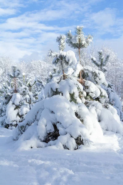 Έλατα Καλυμμένα Χιόνι Την Ηλιόλουστη Χειμωνιάτικη Μέρα Μπλε Ουρανό Στο — Φωτογραφία Αρχείου