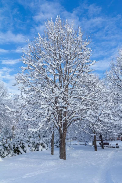 Hóval Borított Fák Napos Téli Napon Gyönyörű Téli Táj — Stock Fotó