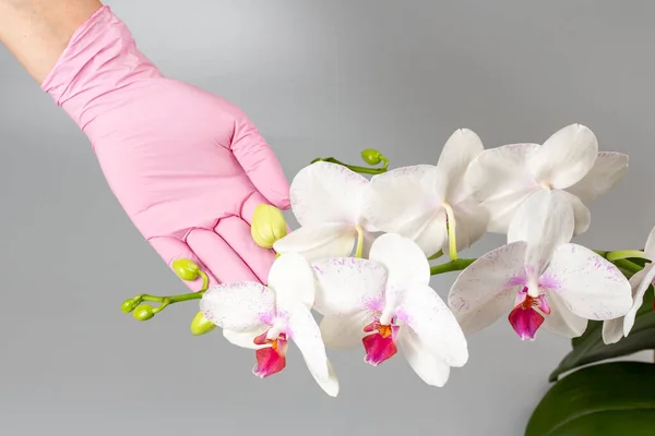 Woman\'s hand in a rubber glove holding a branch of white phalaenopsis orchid flowers on the grey background. Tropical flower.