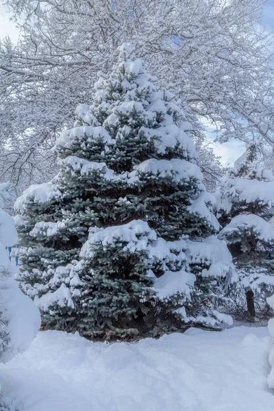 Έλατα Καλυμμένα Χιόνι Την Ηλιόλουστη Χειμωνιάτικη Μέρα Όμορφο Χειμερινό Τοπίο — Φωτογραφία Αρχείου