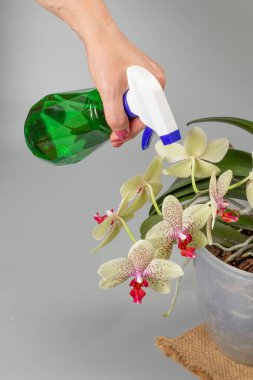 Ev bitkileriyle ilgilenen ve falanopsis orkidesine sprey şişesinden su sıkan bir kadın. Ev işleri ve çiçek yetiştirme kavramı..