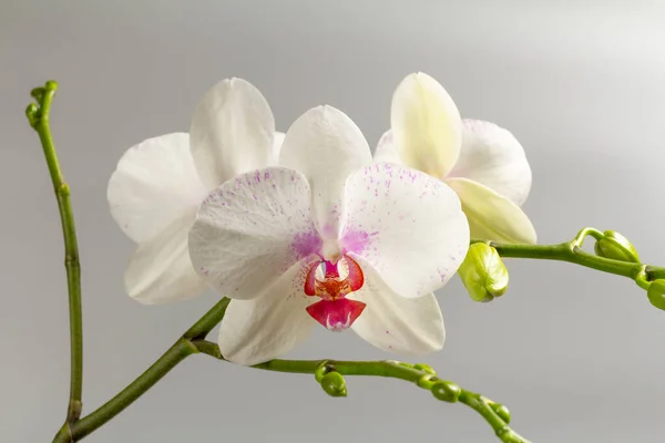 Detailní Záběry Pupeny Bílých Orchidejí Květiny Šedém Pozadí — Stock fotografie