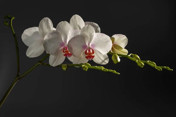 Detailní Pohled Bílé Květy Orchidejí Černém Pozadí — Stock fotografie