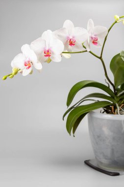 Gri arkaplanda beyaz orkide çiçekleri olan tencere..