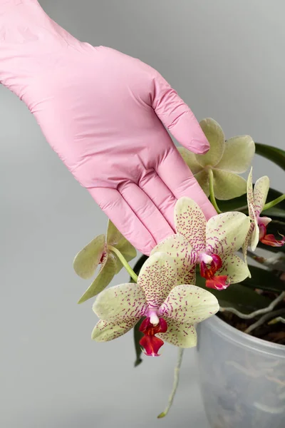 Woman\'s hand in a rubber glove holding a branch of yellow phalaenopsis orchid flowers on the gray background. Home flowers.