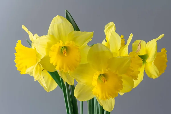 Bouquet Narcisi Gialli Sullo Sfondo Grigio — Foto Stock