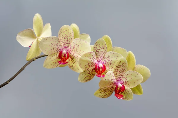 Detailní Pohled Žluté Květy Orchideje Šedém Pozadí — Stock fotografie