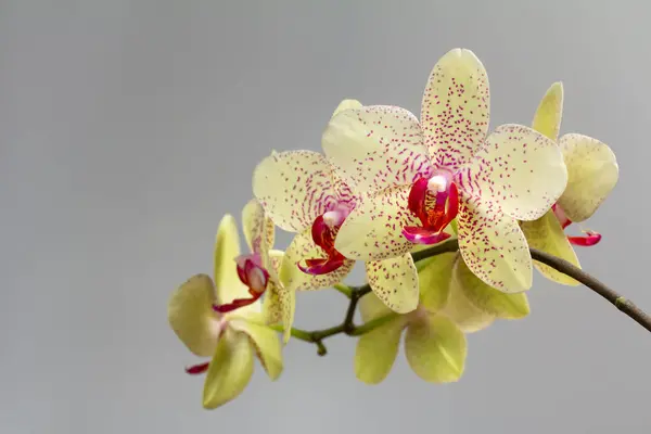 Detailní Pohled Žluté Květy Orchideje Šedém Pozadí — Stock fotografie