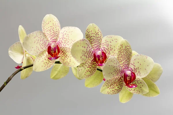 Detailní Záběry Pupeny Žluté Orchideje Šedém Pozadí — Stock fotografie