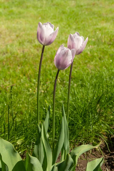 Tulipani Viola Che Crescono Sul Letto Del Giardino Con Erba — Foto Stock
