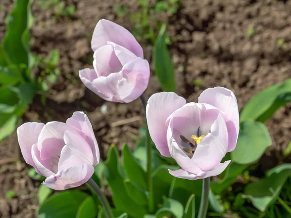 Tulipani Viola Che Crescono All Aperto Con Lettino Giardino Sullo — Foto Stock