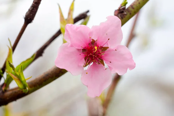 Close-up view of a nectarine flower on the tree in the period of spring flowering. Shallow depth of field. Selective focus on flowers.