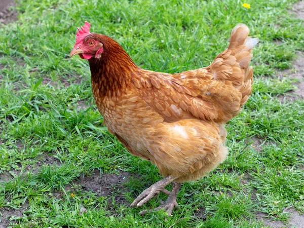 中庭の茶色のとき 田舎の養鶏場 — ストック写真